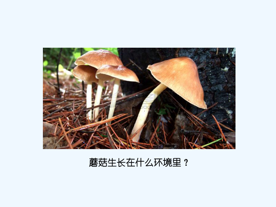 蘑菇参考课件.ppt_第1页