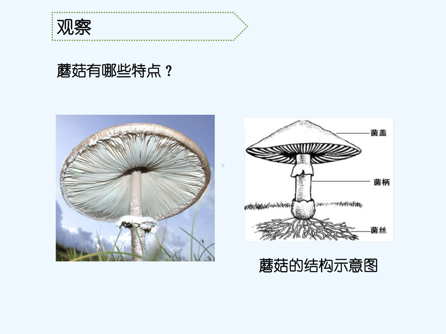 蘑菇参考课件.ppt_第3页