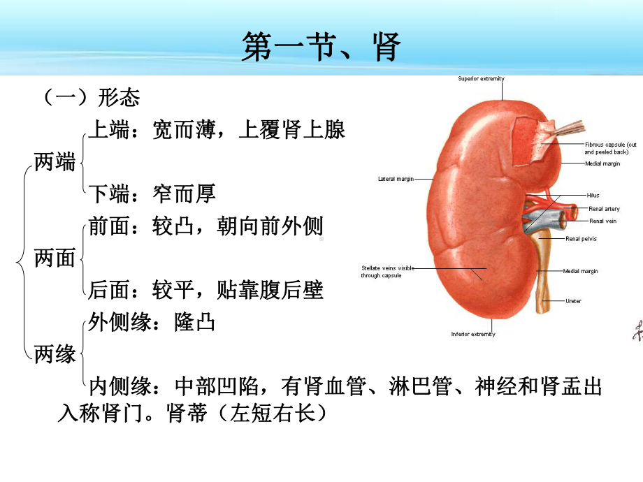 解剖学课件-第五章-泌尿系统.ppt_第3页