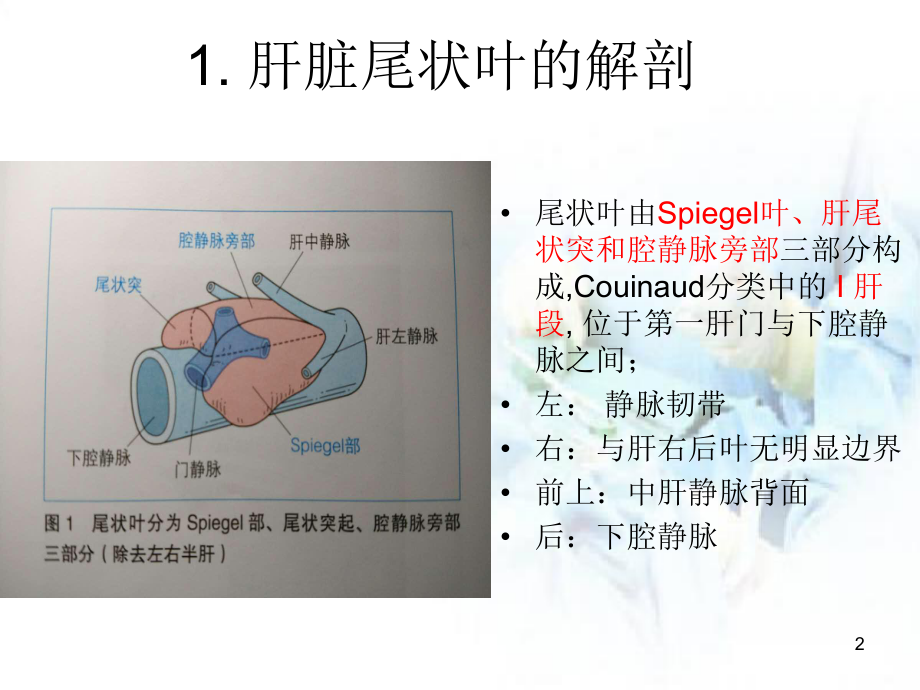 肝脏尾状叶PPT幻灯片课件.ppt_第2页