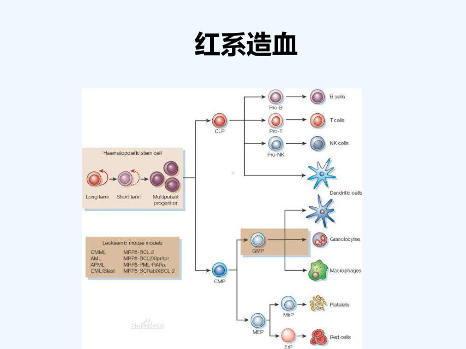 老年人贫血课件.ppt_第3页