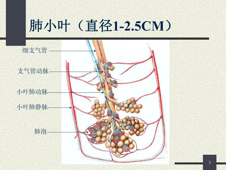 肺内小结节ppt演示课件.ppt_第3页