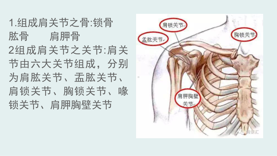 肩关节!ppt课件.pptx_第3页