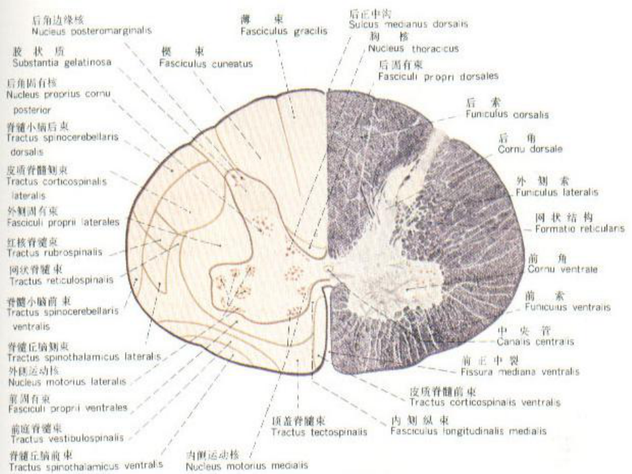 脊髓亚急性联合变性PPT课件.ppt_第3页