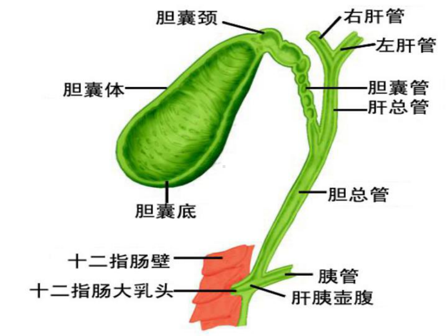 胆道肿瘤PPT课件.ppt_第2页