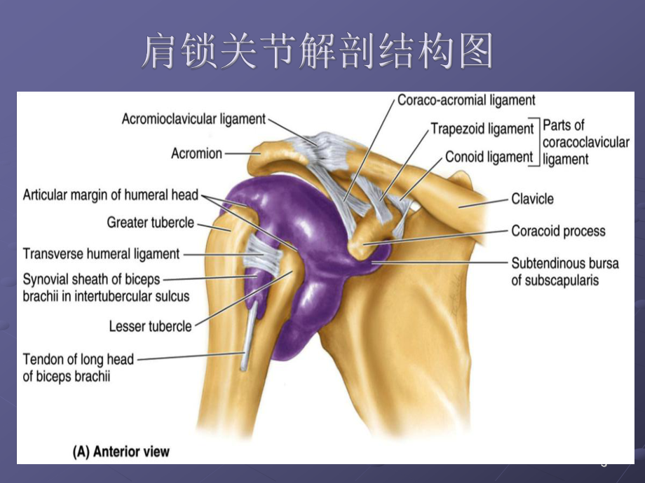 肩锁关节脱位的分型及其endobutton手术治疗ppt课件.ppt_第3页