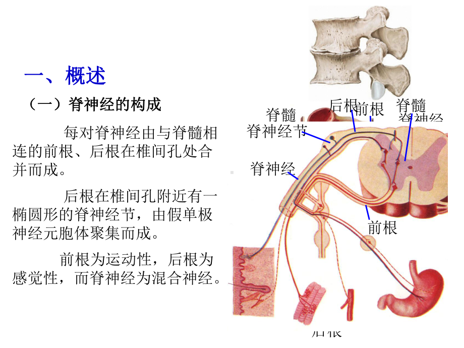 脊神经PPT课件.pptx_第3页