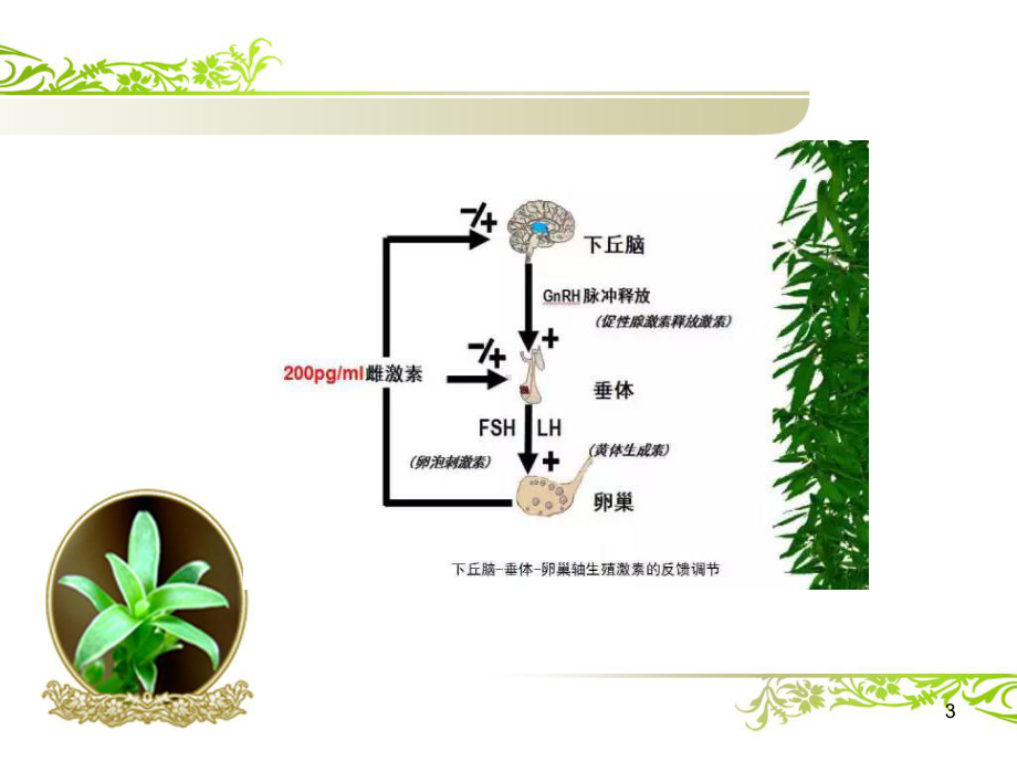 解读性激素六项ppt课件.pptx_第3页