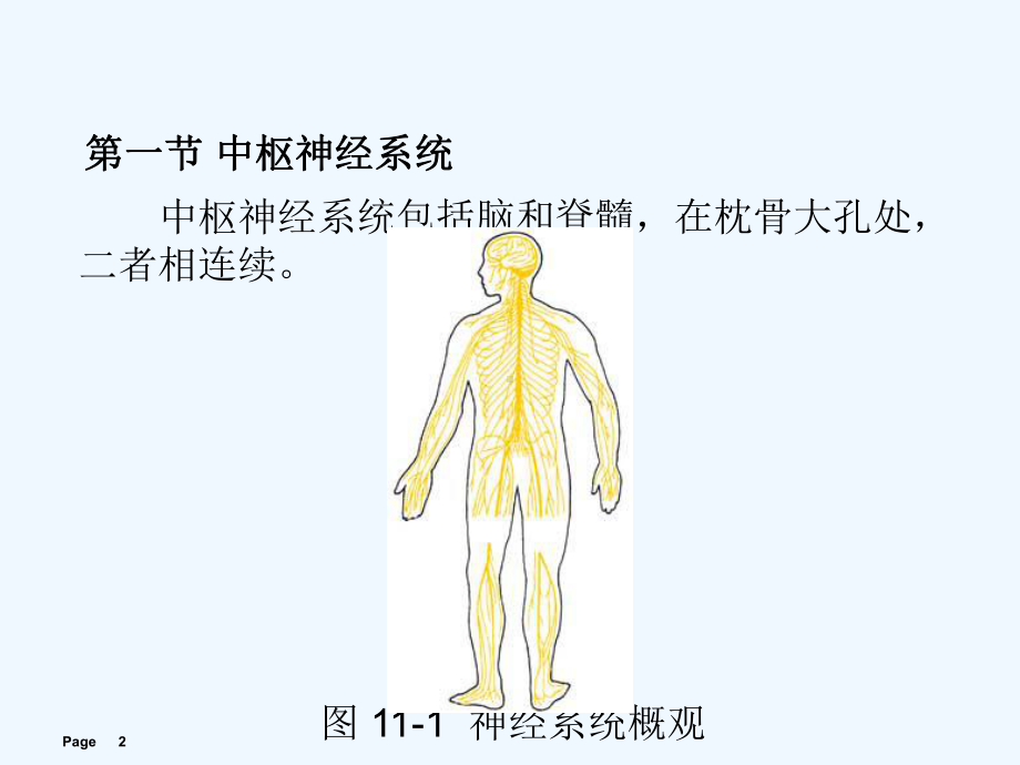 解剖学基础课件第章神经系统.ppt_第2页