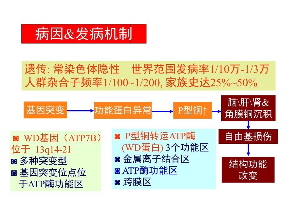 肝豆状核变性ppt演示课件.ppt_第3页