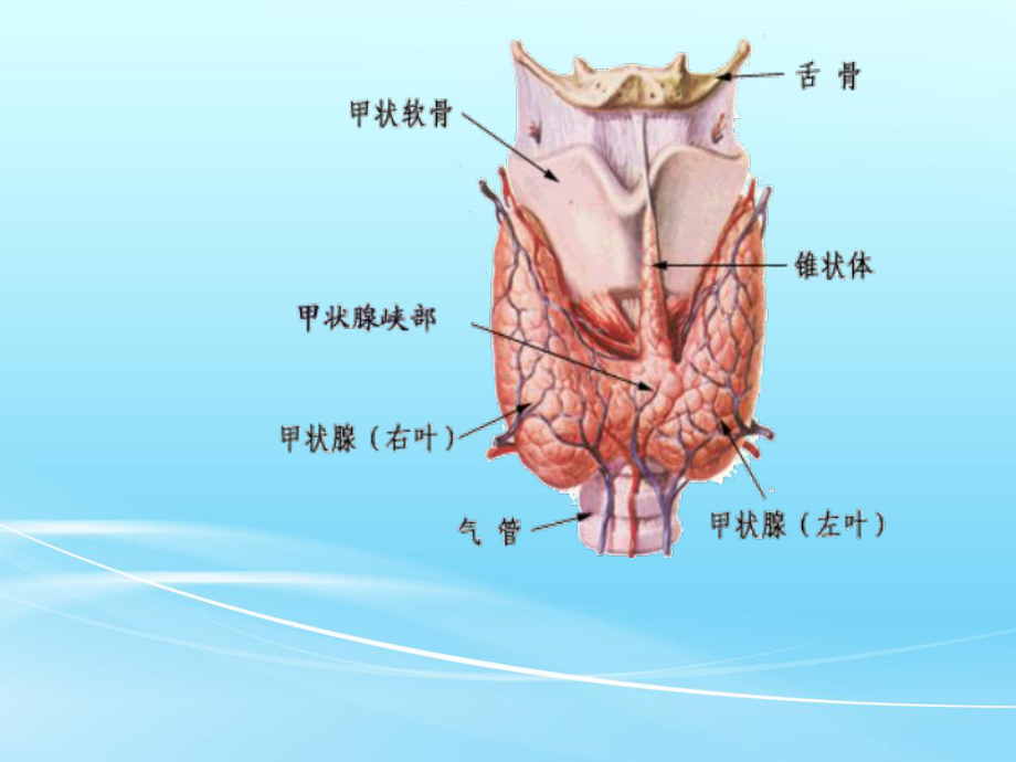 腔镜下甲状腺切除术PPT课件.ppt_第3页