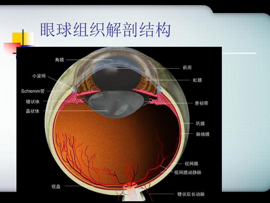 视网膜血管分布图图片