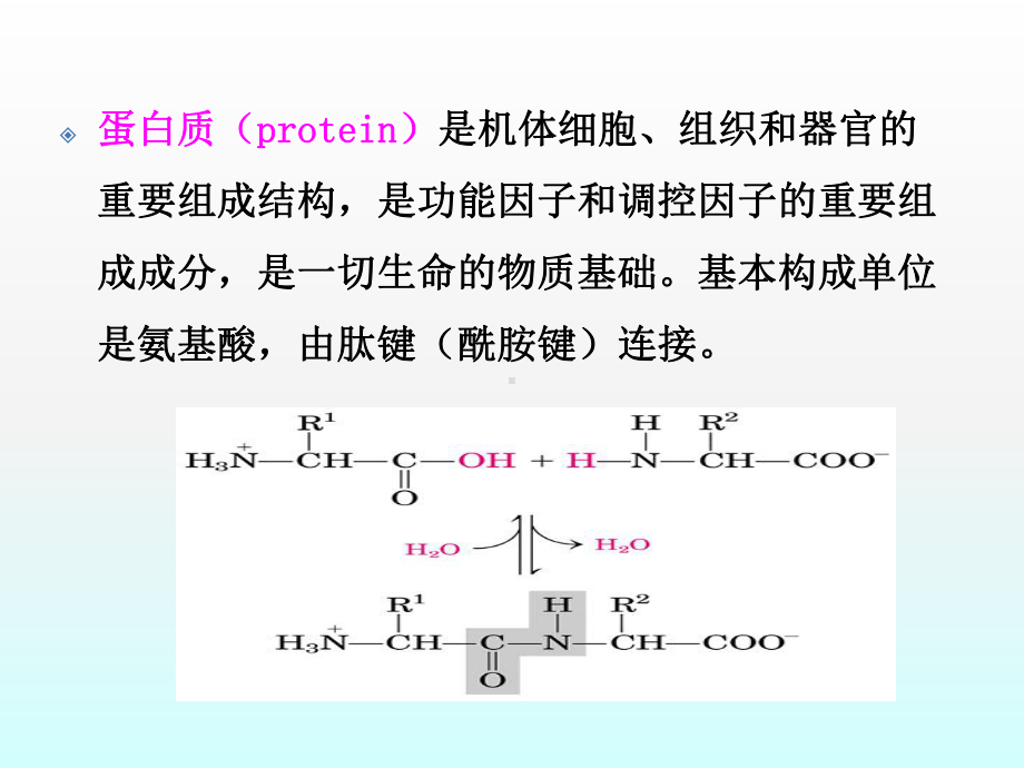 蛋白质PPT课件.pptx_第2页