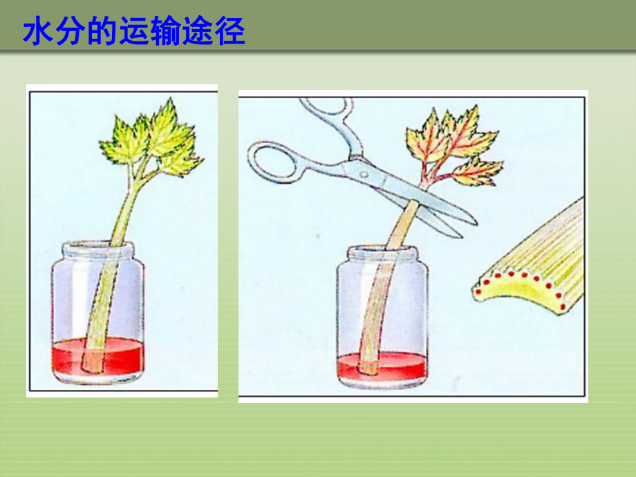 绿色植物与生物圈的水循环-PPT优秀课件.ppt_第3页