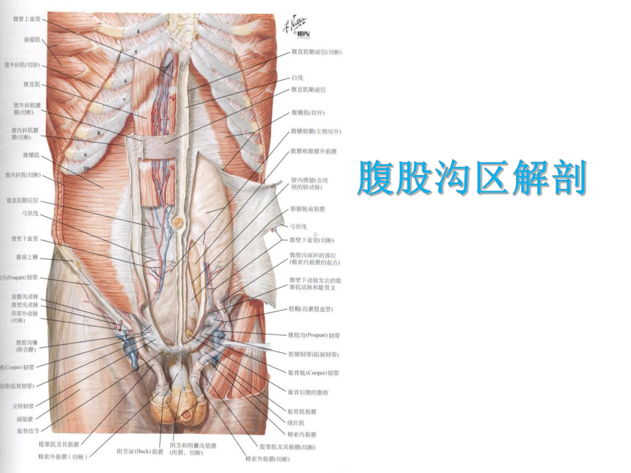 腹股沟管解剖ppt演示课件.pptx_第1页