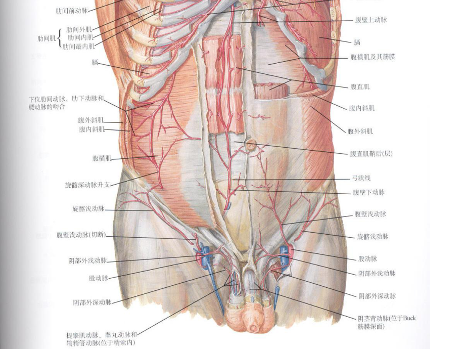 腹股沟管解剖ppt演示课件.pptx_第3页