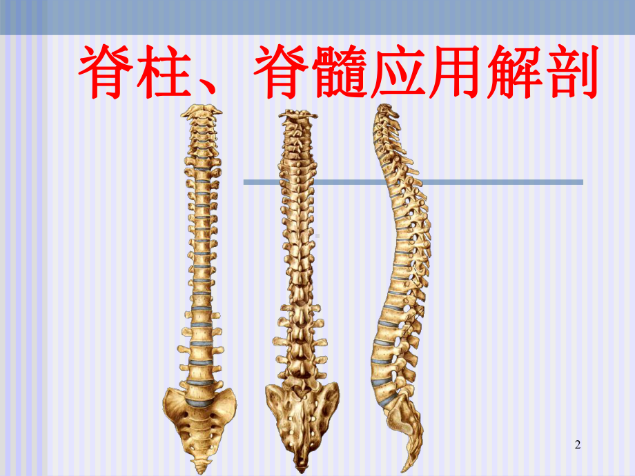 脊柱相关知识PPT课件.ppt_第2页