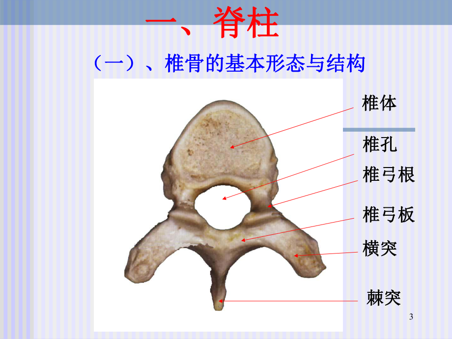 脊柱相关知识PPT课件.ppt_第3页