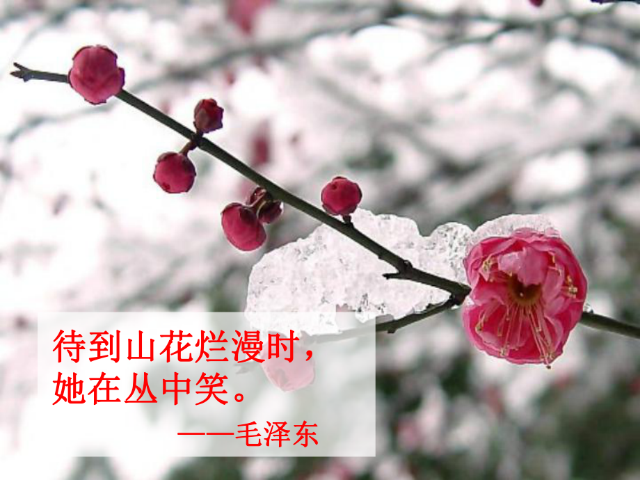 诗歌中的梅花赏析ppt课件.ppt_第3页