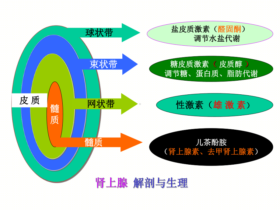 肾上腺疾病的外科治疗PPT课件.ppt_第3页