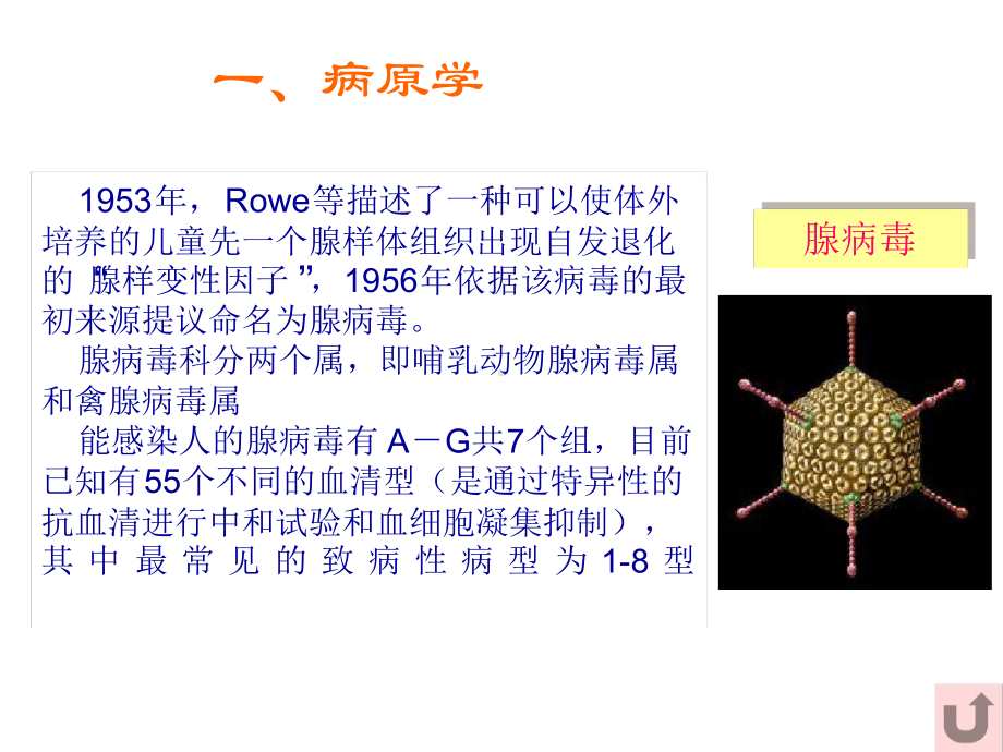 腺病毒肺炎讲课课件.ppt_第3页