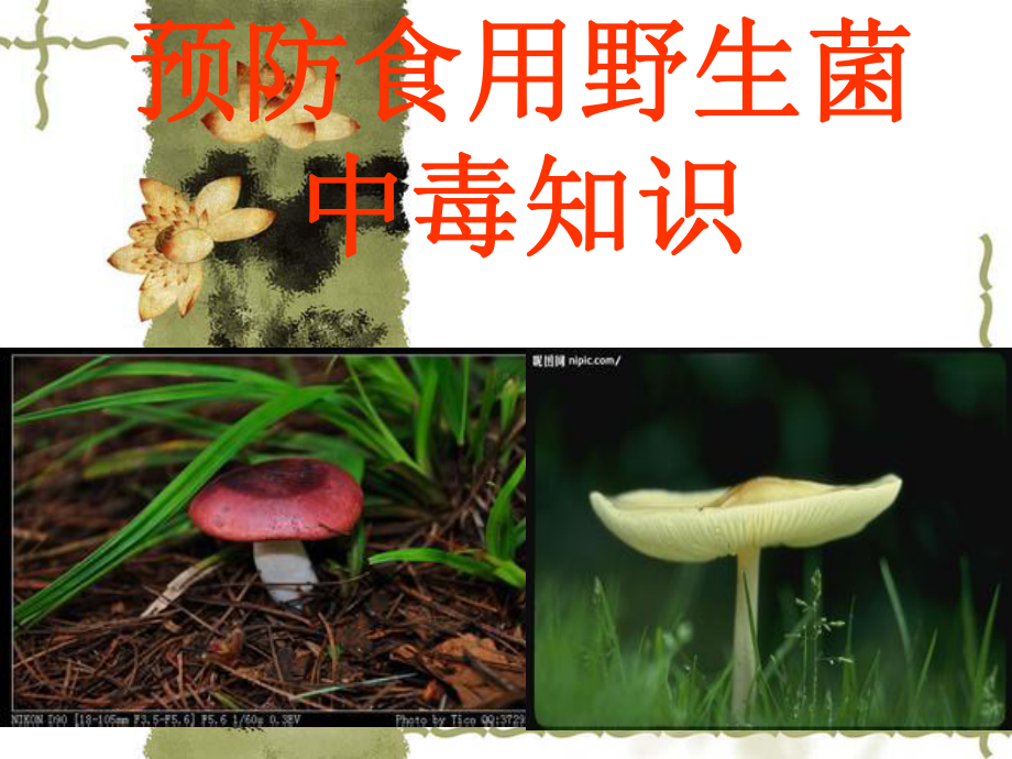 野生菌中毒预防知识课件.ppt_第3页