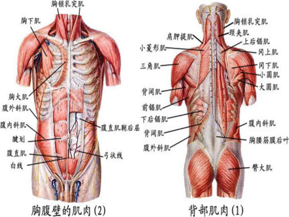 运动系统疾病超声课件.ppt_第3页