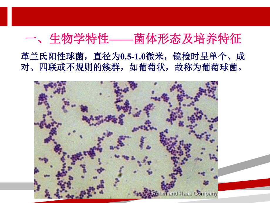 金黄色葡萄球菌检验PPT.ppt.ppt课件.ppt_第3页