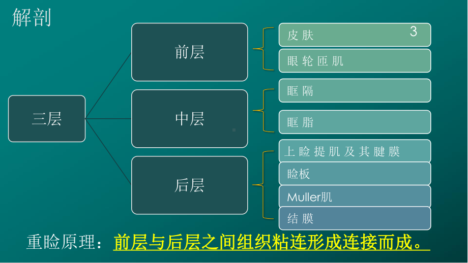 重睑术之基础-解剖PPT幻灯片课件.pptx_第3页