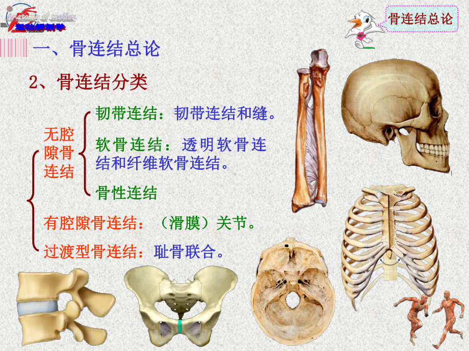 运动解剖学骨连结及骨骼肌总论课件ppt