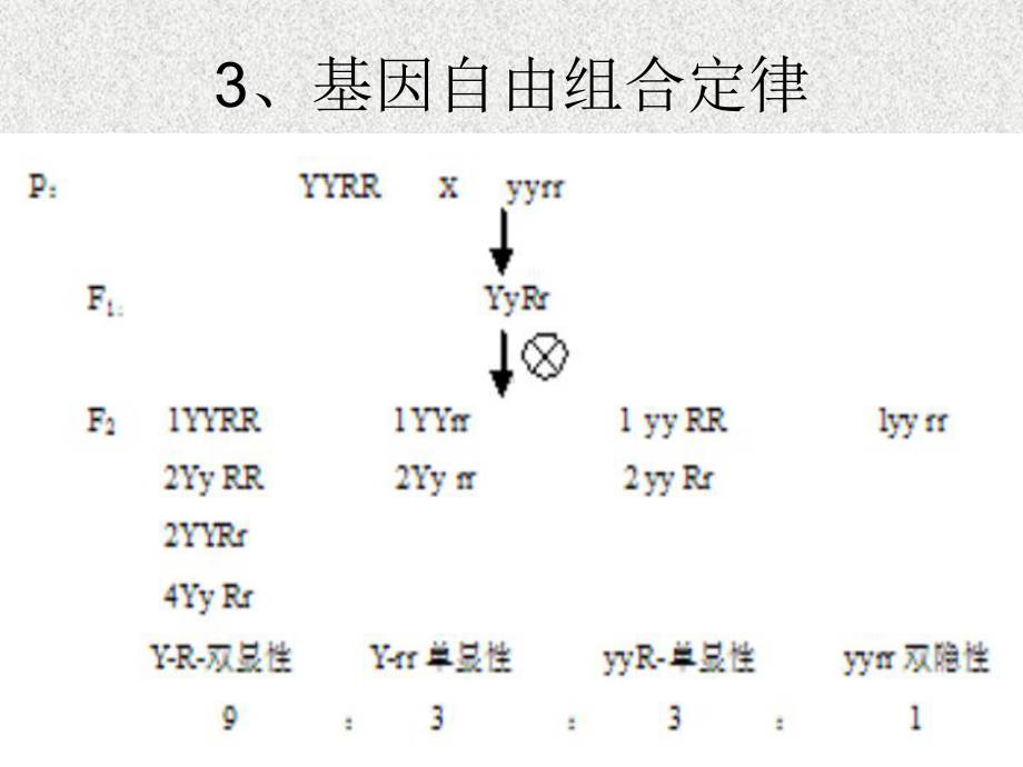 遗传规律1课件.ppt_第3页