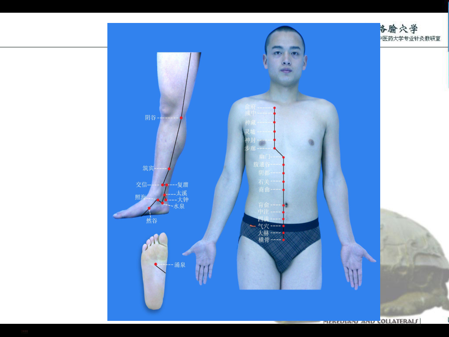 足少阴经络与腧穴详解课件.ppt_第3页