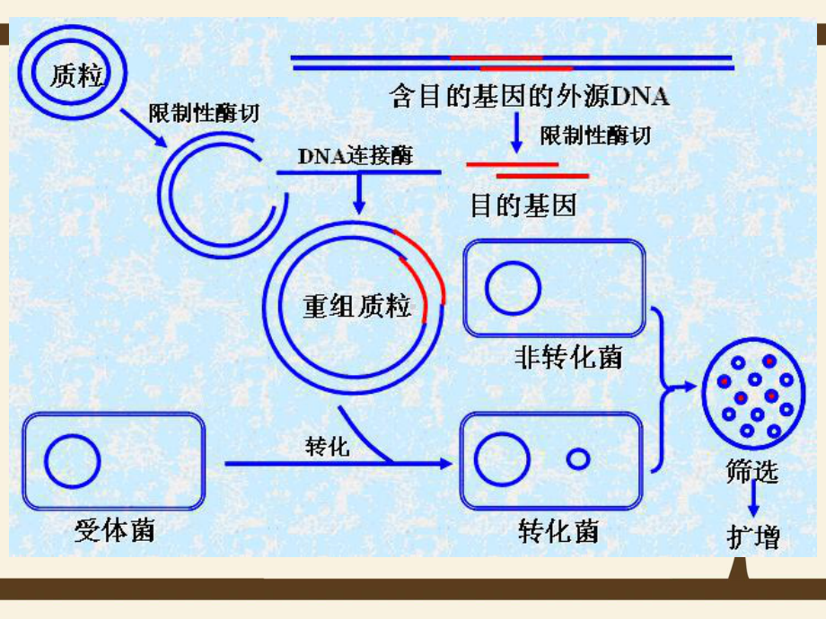 重组质粒的转化课件.ppt_第3页