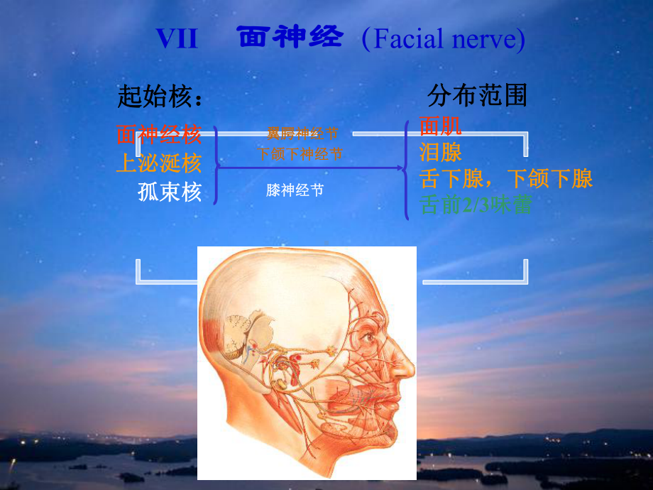 面神经解剖课件.ppt_第1页