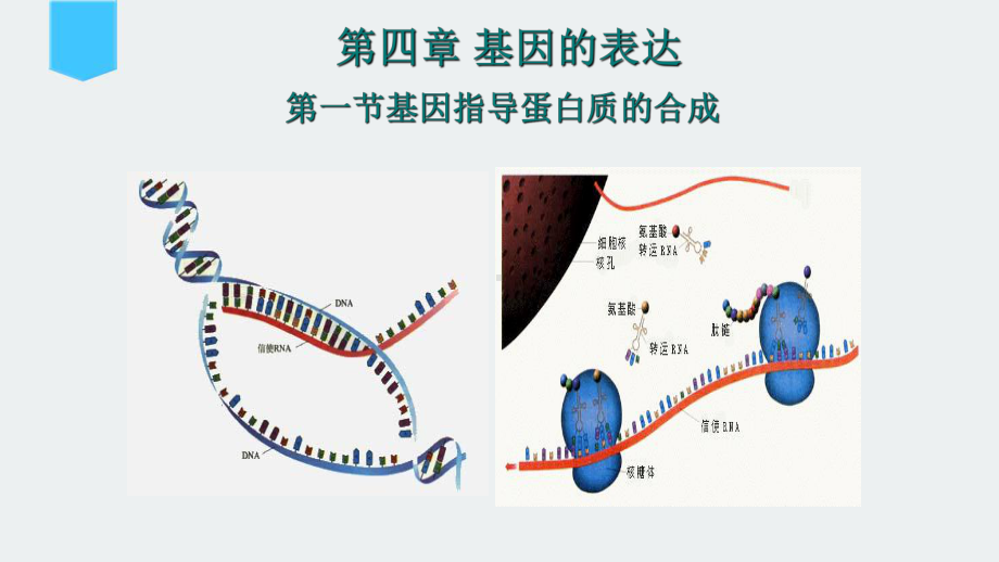 高中生物必修二《基因指导蛋白质的合成》PPT课件.ppt_第1页