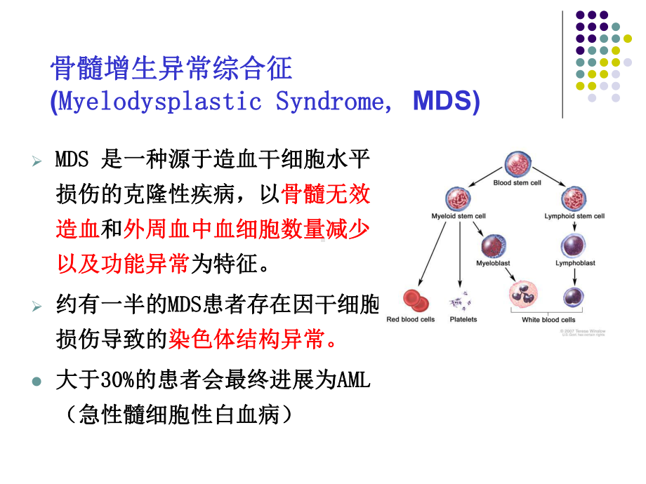 骨髓增生异常综合症PPT课件.ppt_第3页