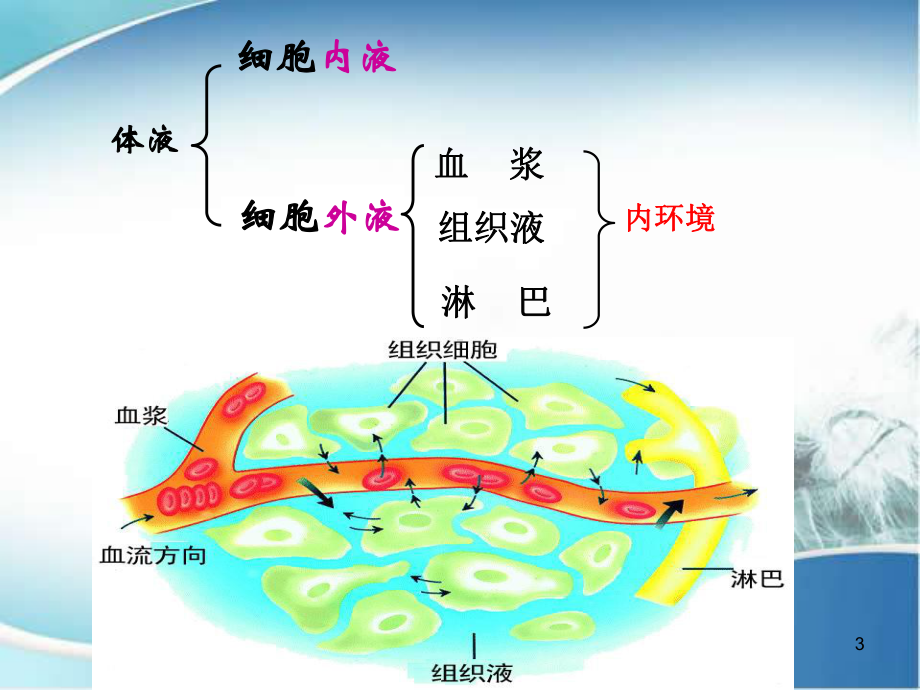 高三二轮复习内环境稳态与调节课件.ppt_第3页