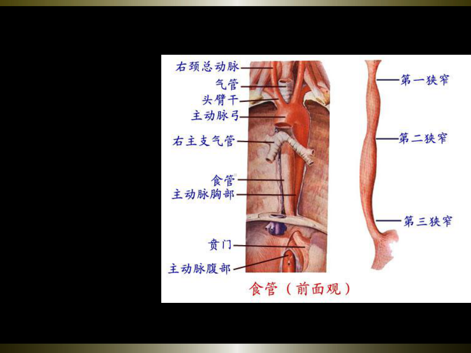 食管癌讲稿PPT课件.ppt_第3页