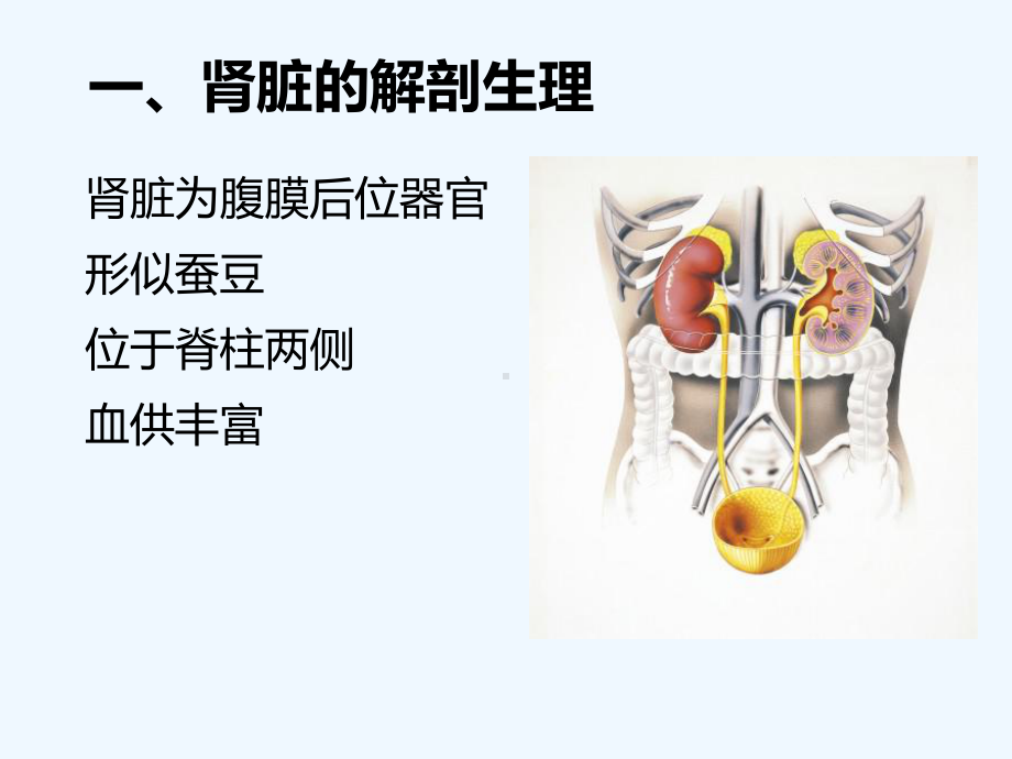 麻醉与肾脏(2)课件.ppt_第2页