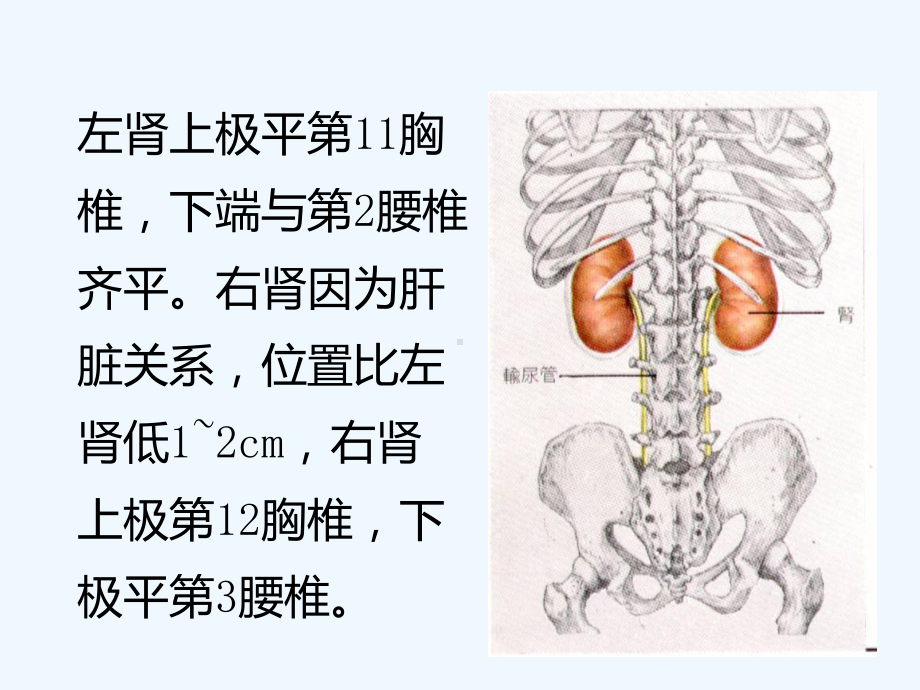 麻醉与肾脏(2)课件.ppt_第3页