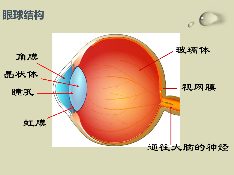 预防近视主题班会课件.ppt_第3页