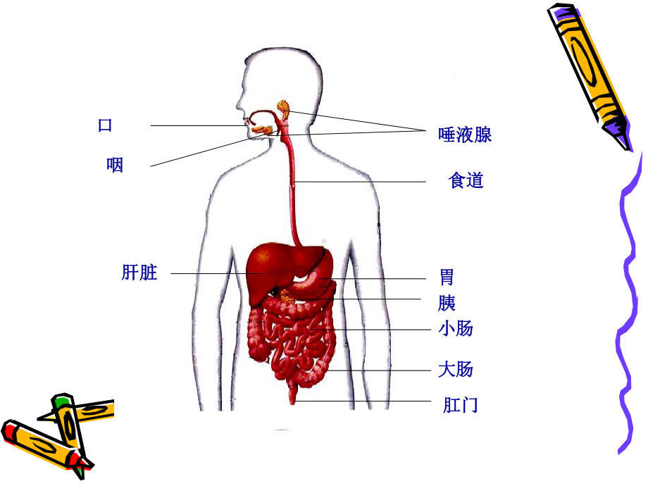 食物的消化和吸收.课件.ppt_第3页