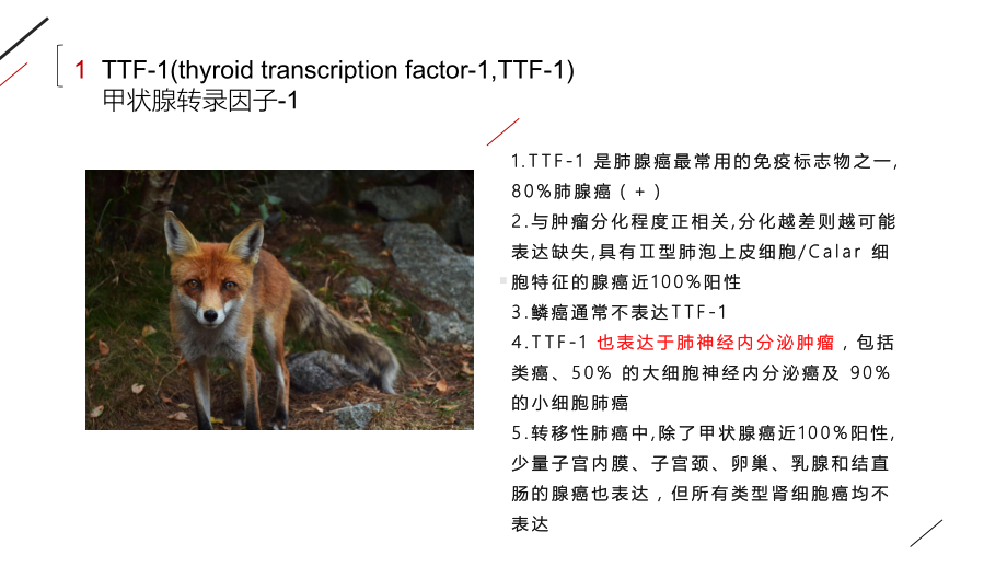 最新肺癌常用免疫组化标记物初识课件.pptx_第3页