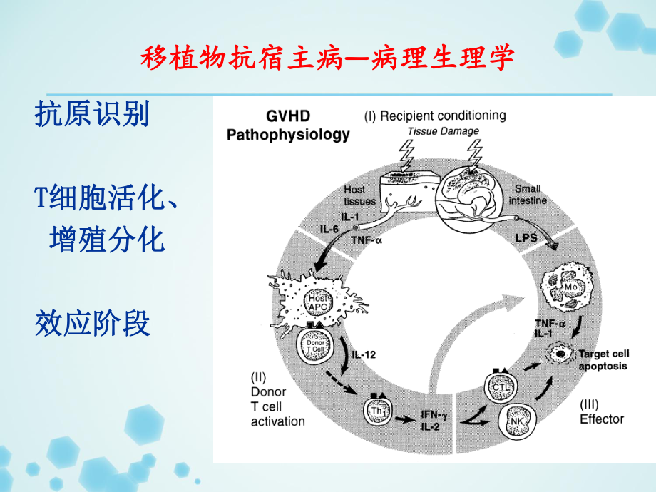 最新免疫抑制剂-汇总课件.ppt_第3页