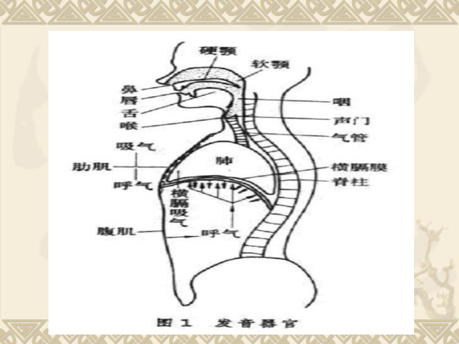 教师讲课发声遇到的问题课件.ppt_第3页