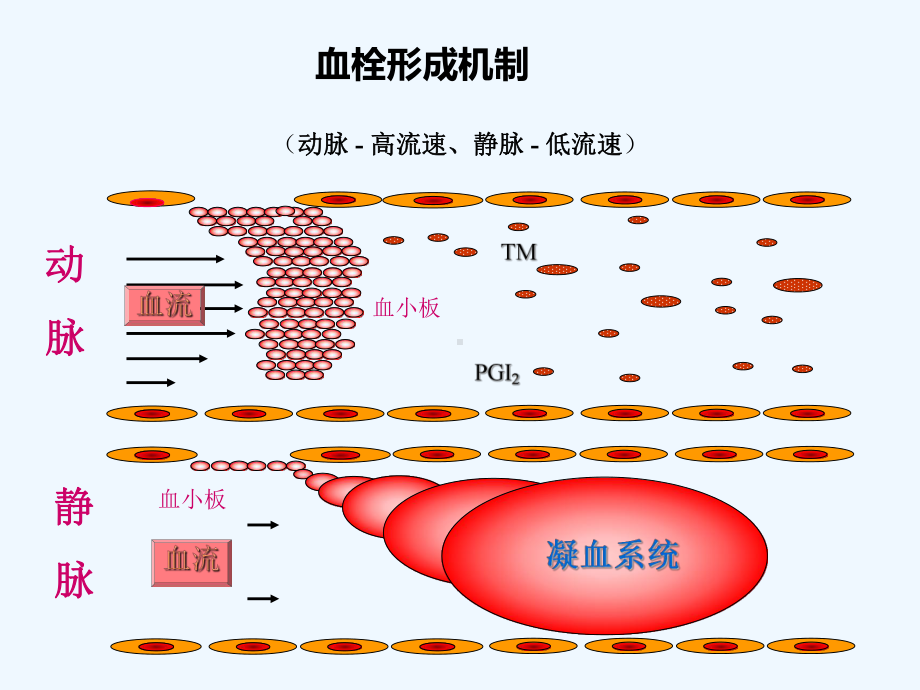 抗凝药物合理应用课件.ppt（44页）_第1页