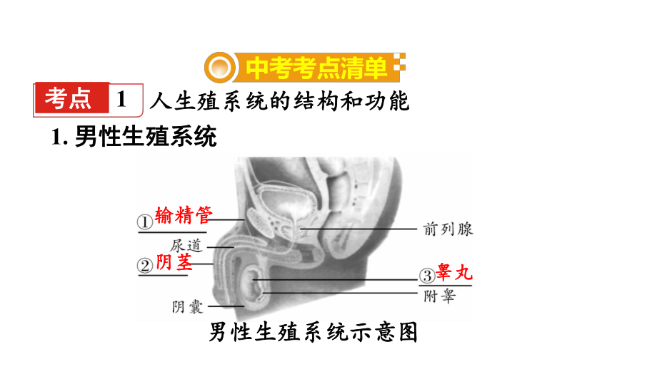 江苏中考生物复习：人的生殖和发育ppt(2份)-苏教版课件.ppt_第2页