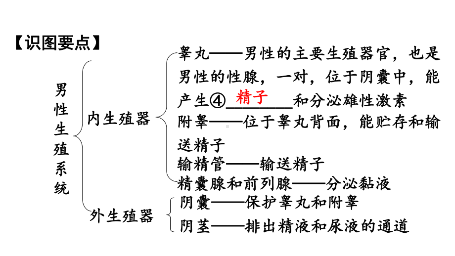 江苏中考生物复习：人的生殖和发育ppt(2份)-苏教版课件.ppt_第3页