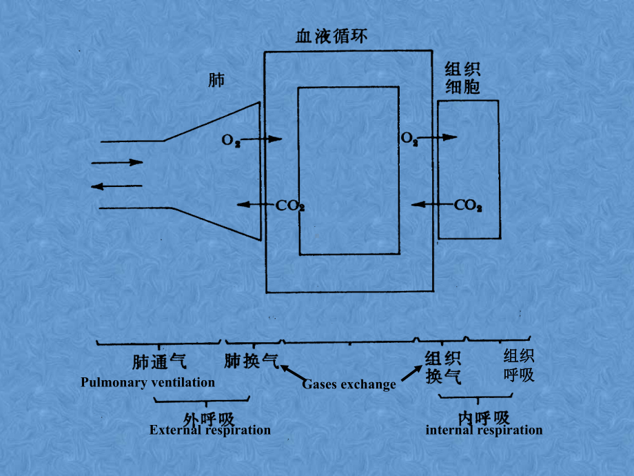 生理学第五章呼吸资料课件.ppt_第3页