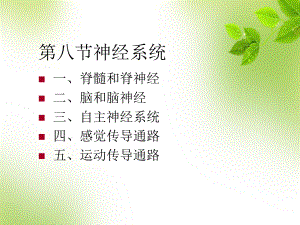 神经系统解剖学-PPT课件.ppt